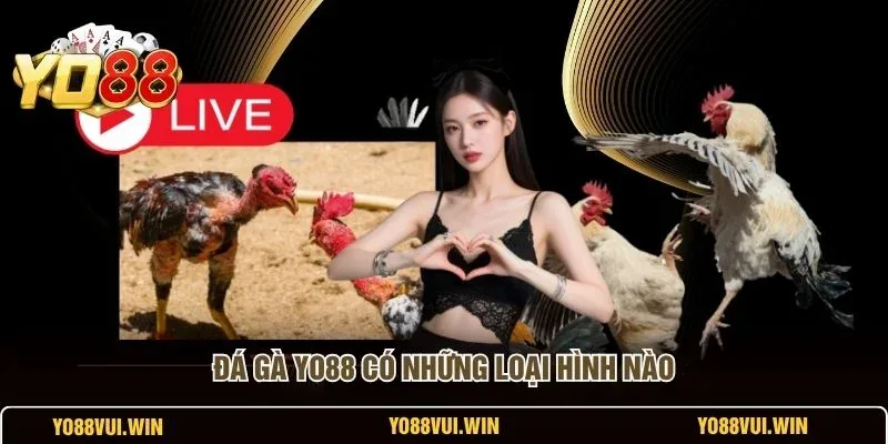 Các bước đăng ký, nạp tiền và đặt cược đá gà tại YO88